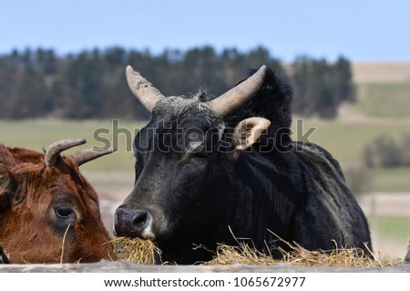 Close up portrait of cow 