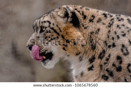Snow Leopard, (Panthera uncia),   licking his nose, side view