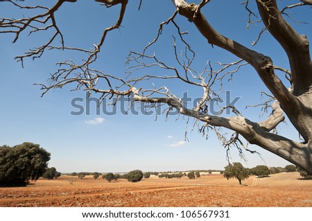 Bare tree in an agricultural landscape. Photo taken in Brea de Tajo, Madrid Province, Spain