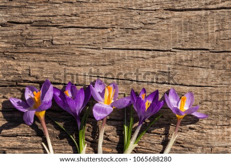 Purple crocus flowers on rustic wooden background. Spring flowers. Greeting card for Valentine's Day, Woman's Day and Mother's Day. Top view, copy space