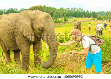 Elephant experience. Tourist man touchs and photograph an elephant in Plettenberg Bay, Western Cape on Garden Route, South Africa. Travel photographer interacting with Elephant. Big Five encountering.
