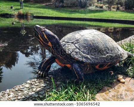 large yellow-eared turtle near the pond.  Trachemys 