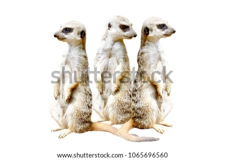 Three meerkats, standing together on hind legs, isolated on a white background