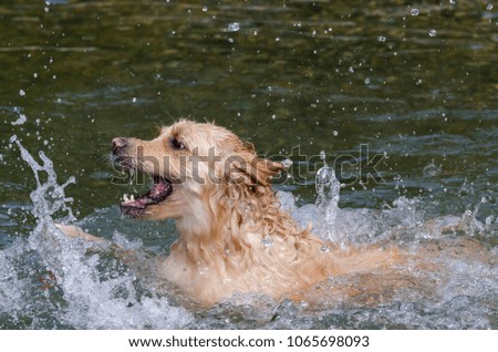 golden retriever running fast in the water of a lake