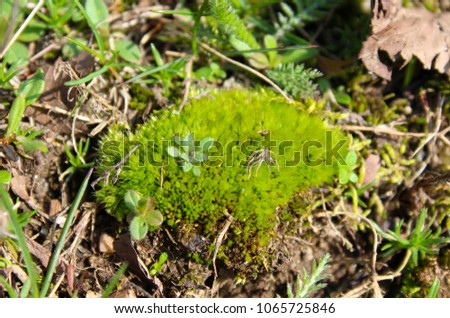 Close up forest moss growing in spring season