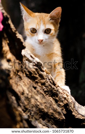 The Thai cat is a natural breed, its origins date back to 1300 aC, comes from the ancient kingdom of Siam