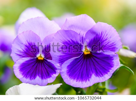 close up of a  purple wild pansy against blurry background