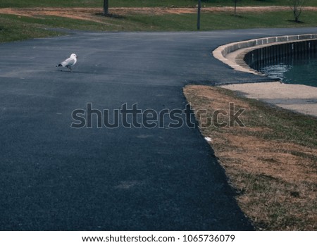 More of the elusive seagull