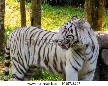 White Tiger in the nature 
