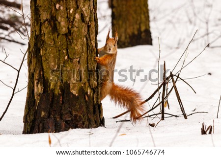 beautiful squirrel on the snow eating a nut close up