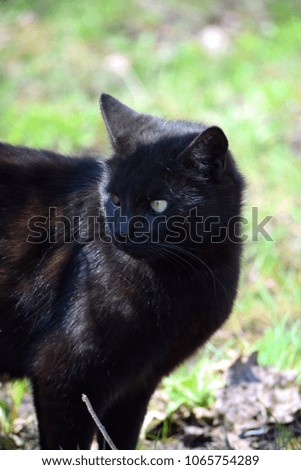 Beautiful black cat walks in the garden.