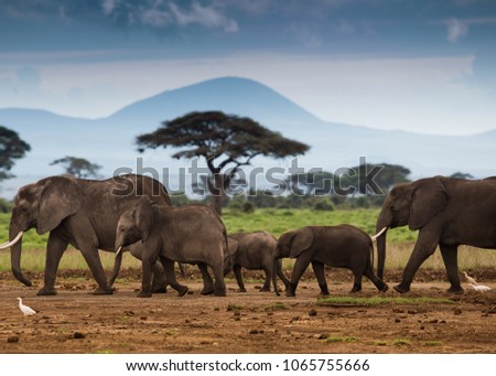 Herd of elephants  in evening lighti at Amboseli National Park