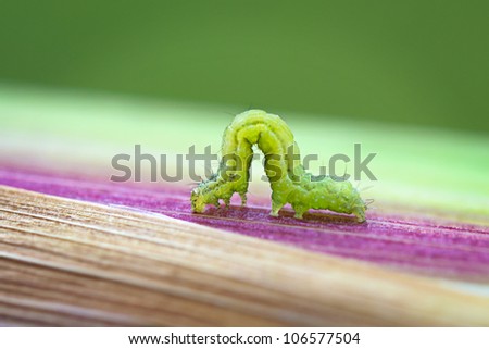 Green moth caterpillar on colored leaf macro