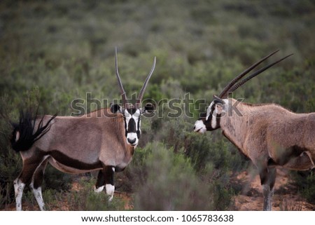 Oryx / Gemsbok in the wild Karoo