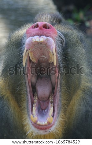 Male Mandrill at the zoo