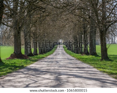 Avenue with line of trees and green meadow