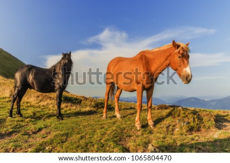 Horses in the summer mountains against the blue sky