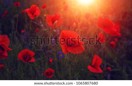 wild poppy flower at sunset.  symbol of remembrance.