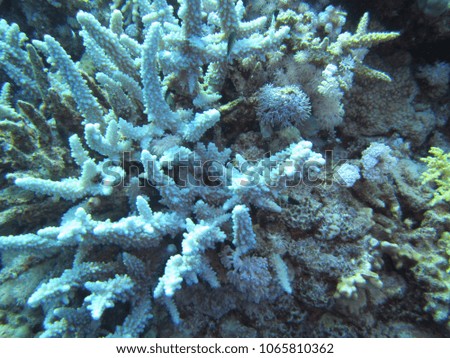 Red Sea floor filled with hard coral on the bottom of Ras Mohamed depths, Egypt