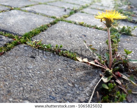 Flower from concrete.