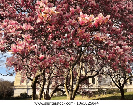 Capitol Hill Magnolias