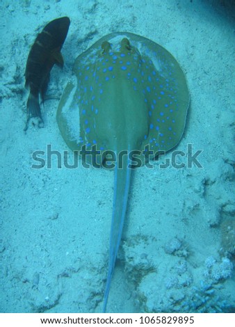 Bluespotted ribbontail ray (Neotrygon kuhlii) - a stingray - getting unnoticed by other fish on sandy bottom of Ras Mohamed depths, Red Sea, Egypt