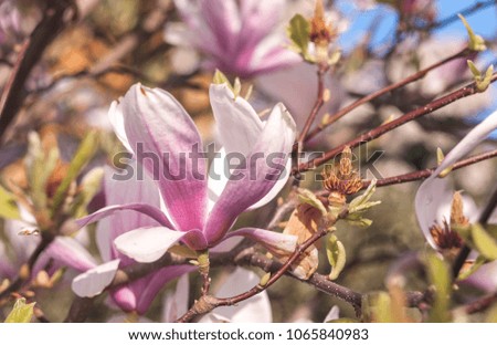 Magnolia blooming in April time