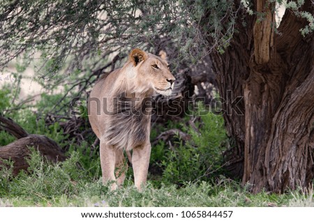 Lion sub adult standing underneath a tree in its natural habitat in the Kgalagadi.