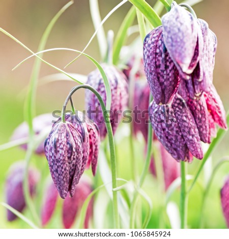 Close up of Beautifil Purple Fritillaria meleagris flowers on blurred nature background. Shallow depth of field.