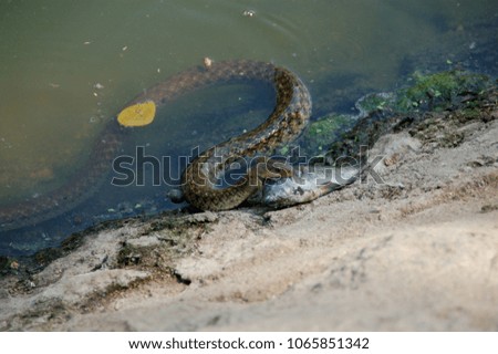 snake catching a fish in a lake in India