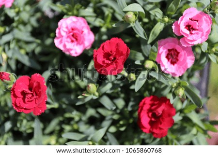 Close up view from above of dianthus flowers, caryophyllaceae family. Pattern of pink and red flowers with five petals, with a frilled or pinked margin, Opposite green leaves. Natural colorful image.