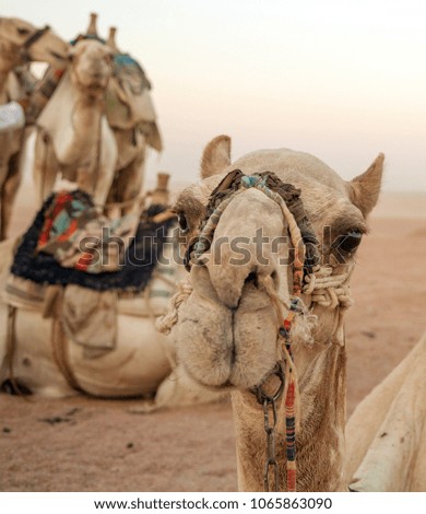 Portrait of a camel on vacation, Egypt