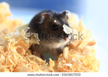adorable Syrian hamster
