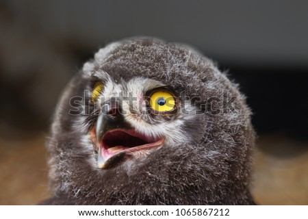 Chick of Eurasian Eagle-owl - detail picture of head with large yellow eyes and open raptor beak