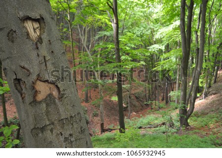 Close up of tall mature beech tree with scarred bark against a beautiful lush forest scenery background in Germany
