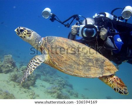 Photographer catching shot of Hawksbill turtle (Eretmochelys imbricata)