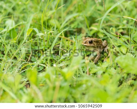 Toad is in the garden where green grass is waiting for food