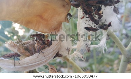 Giant Indian Milkweed with insects