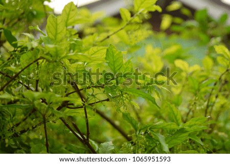 this pic show leaves green of tree in garden at morning time