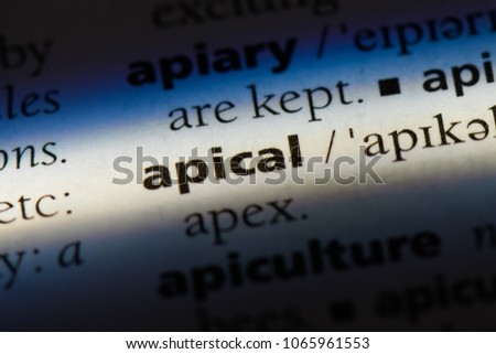 apical word in a dictionary. apical concept.