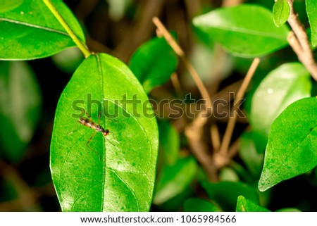 Tropical insects Leaves of rainfores