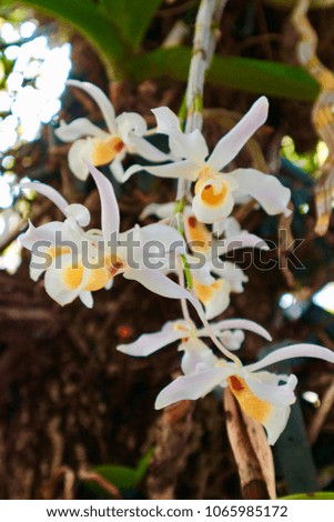 White orchid on the tree beautiful flowers