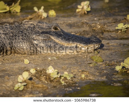 adult american alligator side profile sitting on the banks at sunset