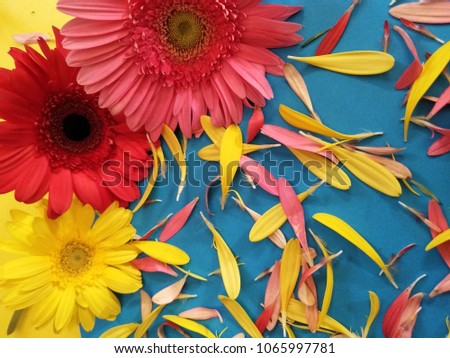 gerbera flowers and petals on blue background