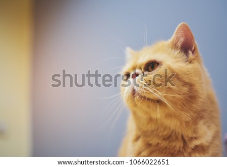 One orange yellow cat is drooling out of his mouth and looking at what he wants.This image soft focus.