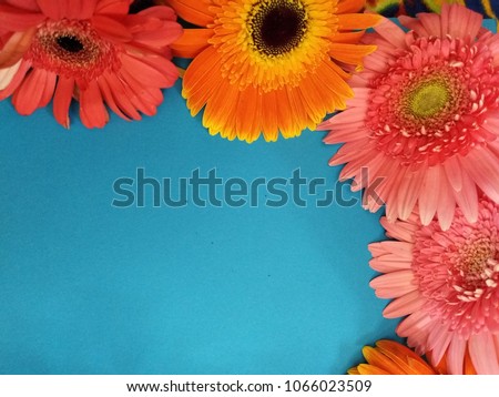 gerbera flowers on blue background