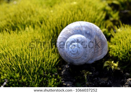Snail house in moss