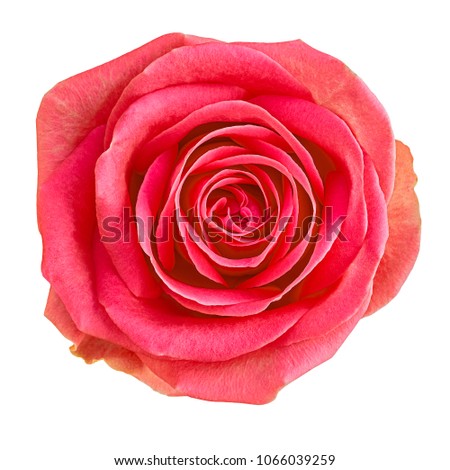 Flower red  rose  isolated on white background. Close-up.  Element of design.
