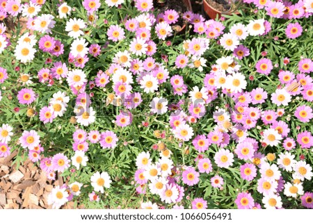 Pink white daisy in all places