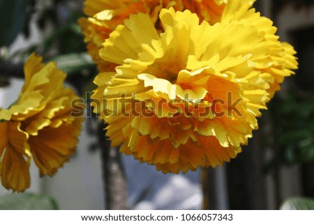 Marigold flowers in outdoor street garden. beautiful Marigold flowers, also known as Mexican Aztec or African marigold.